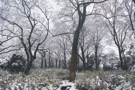 武漢東湖磨山風(fēng)景區(qū)冬季雪景