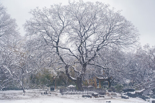 武漢東湖磨山風景區(qū)冬季雪景