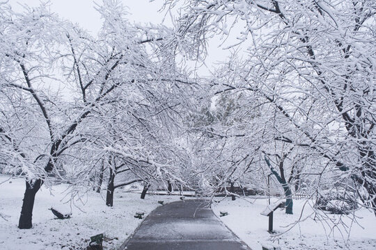武漢東湖磨山風景區(qū)冬季雪景