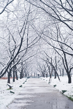 武漢東湖磨山風(fēng)景區(qū)冬季雪景