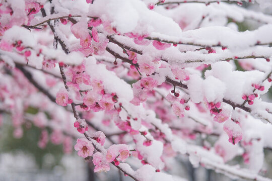 武漢東湖風(fēng)景區(qū)雪中梅花風(fēng)光