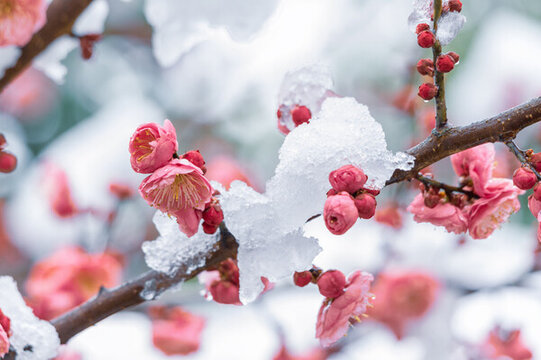 武漢東湖風(fēng)景區(qū)雪中梅花風(fēng)光