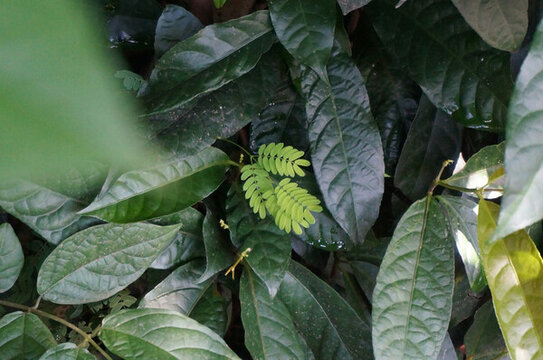 綠葉
