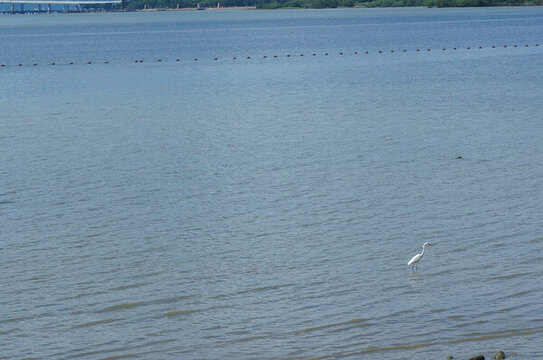 海邊鳥