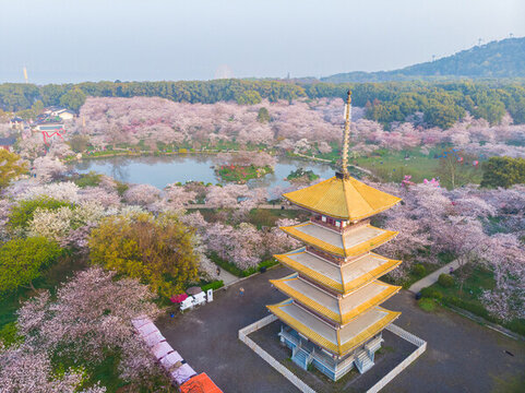 武漢東湖櫻花園春季風(fēng)光