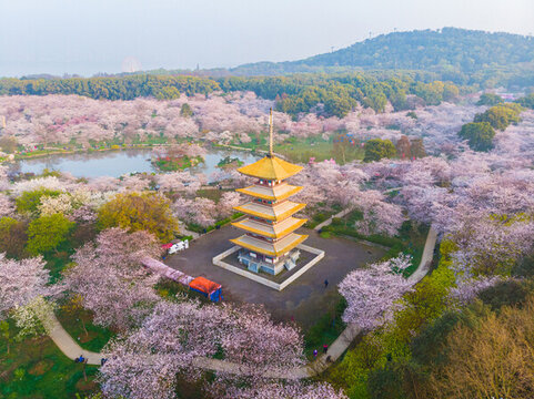 武漢東湖櫻花園春季風(fēng)光