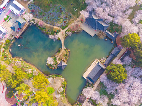 武漢東湖櫻花園春季風(fēng)光