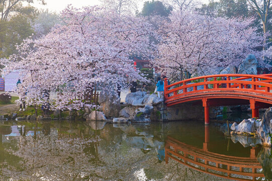 武漢東湖櫻花園春季風(fēng)光