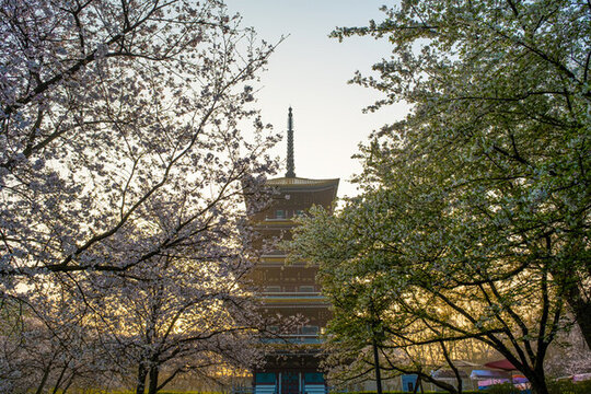 武漢東湖櫻花園春季風(fēng)光