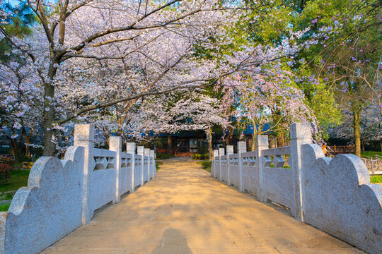 武漢東湖櫻花園春季風(fēng)光
