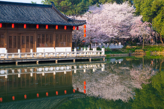 武漢東湖櫻花園春季風(fēng)光