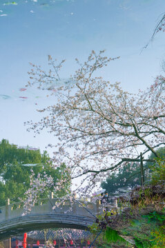 武漢東湖櫻花園春季風光