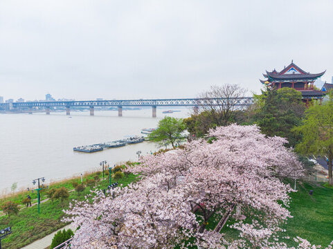 武漢晴川閣春季櫻花風光