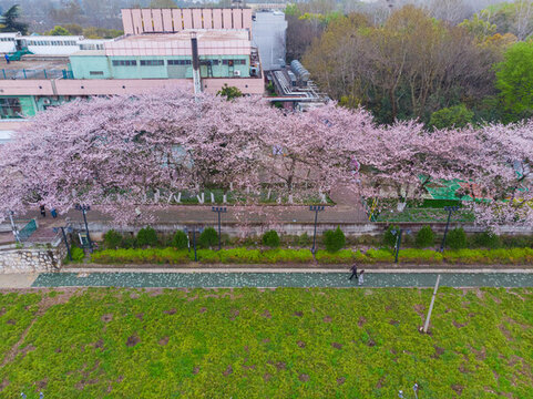 武漢晴川閣春季櫻花風(fēng)光
