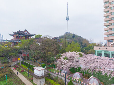 武漢晴川閣春季櫻花風光