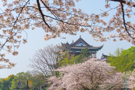 武漢晴川閣春季櫻花風光