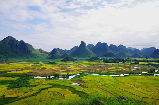 稻田農(nóng)作物鄉(xiāng)村振興農(nóng)業(yè)豐收