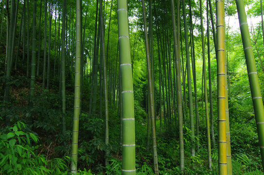 綠竹竹植物