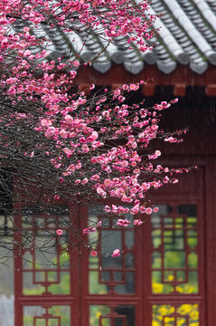 武漢東湖梅園春季梅花風(fēng)光