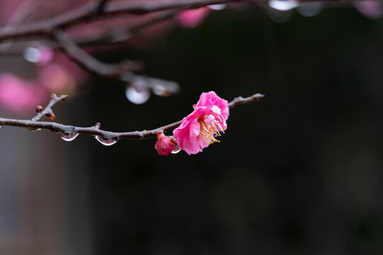 武漢東湖梅園春季梅花風(fēng)光