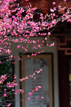 武漢東湖梅園春季梅花風(fēng)光