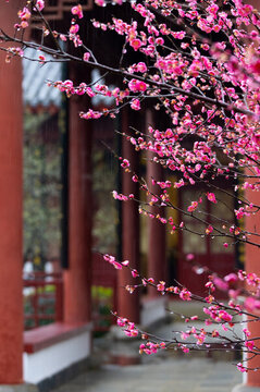 武漢東湖梅園春季梅花風(fēng)光