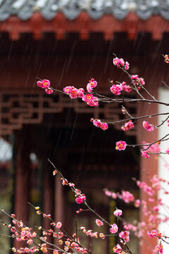 武漢東湖梅園春季風(fēng)光