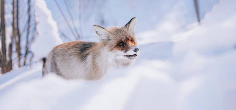 雪中狐貍