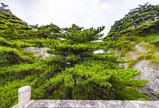 安徽黃山自然風景區(qū)的松樹