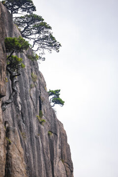 安徽黃山自然風(fēng)景區(qū)的松樹