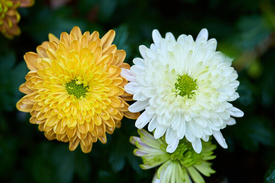 兩朵菊花