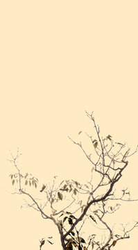 枯枝柿樹(shù)