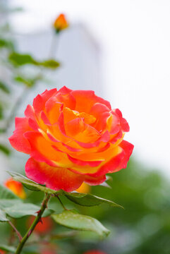 月季花
