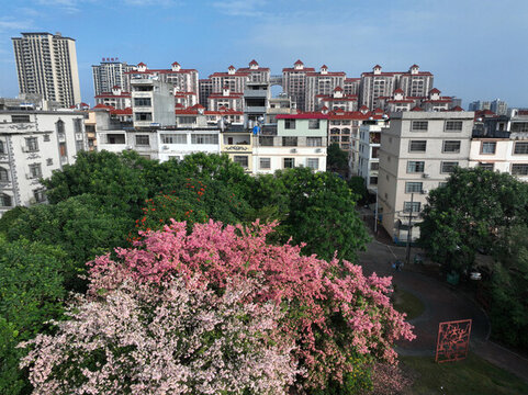 城市綠化