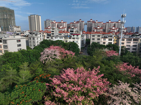 城市綠化