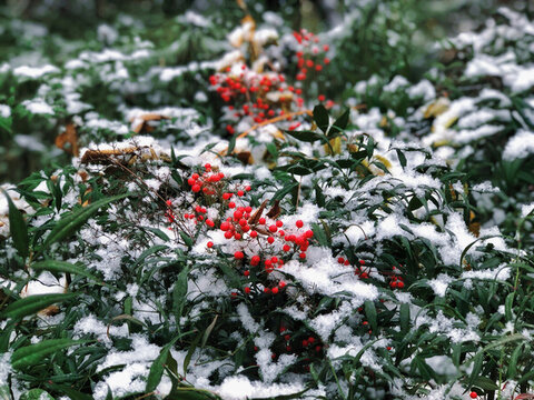 大雪覆蓋南天竹