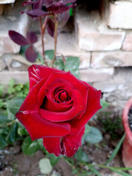 玫瑰花