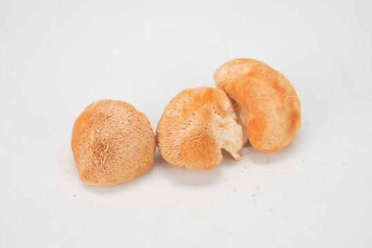 菌菇猴頭菇
