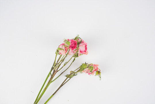 文藝干花