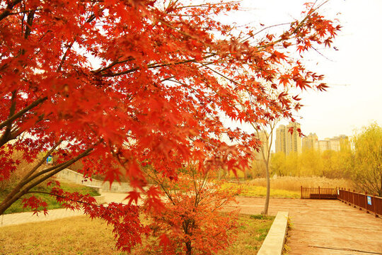 紅楓紅葉特寫