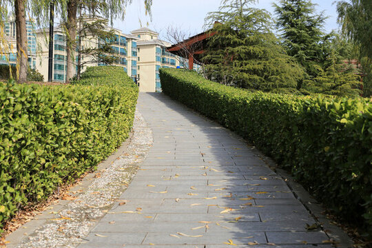 景觀綠植步道