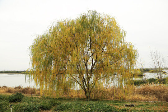 垂柳遠(yuǎn)景