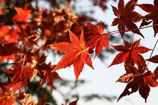 紅色楓葉