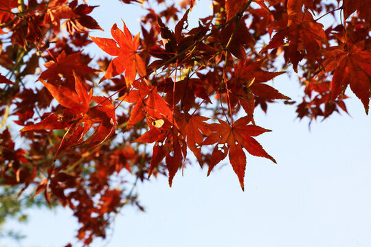 紅楓