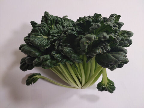 烏塌菜