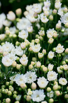菊花蕾