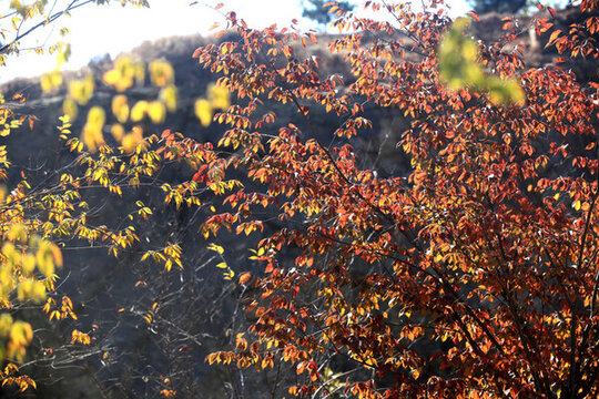 鄉(xiāng)村紅葉