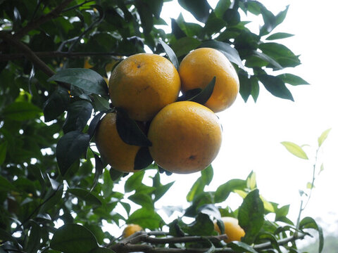 沃柑