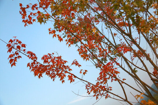 晚秋楓紅葉一道靚麗風景