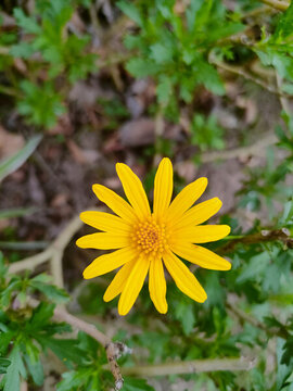 太陽花